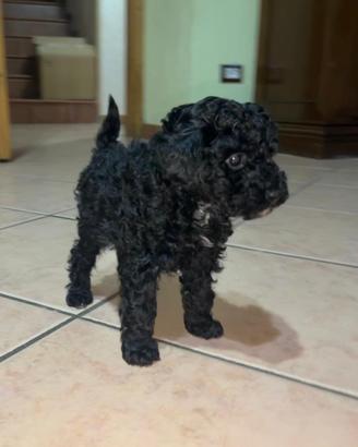 Barboncino toy