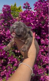 American Pitbull terrier