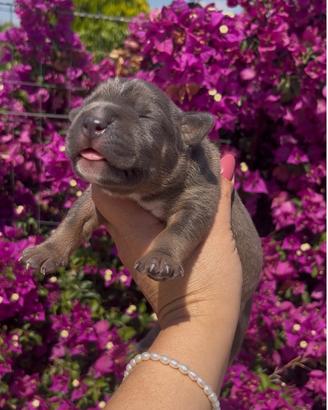 American Pitbull terrier