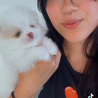 Spitz di Pomerania Mini