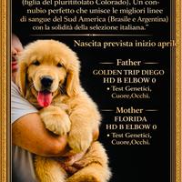 Cuccioli alta genealogia