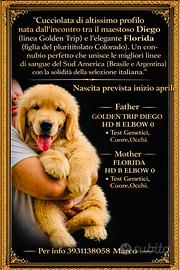 Cuccioli alta genealogia