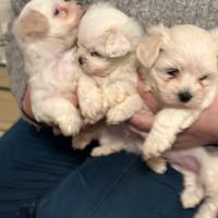 Maltese