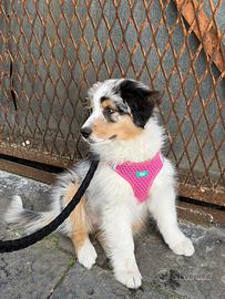 Australian Shepherd