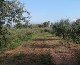 Terreno marina di fondi