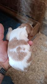 Cuccioli epagneul breton