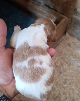 Cuccioli epagneul breton