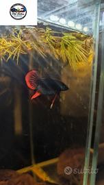 Betta imbellis