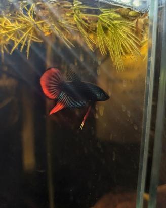 Betta imbellis