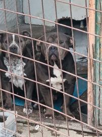 American Bully