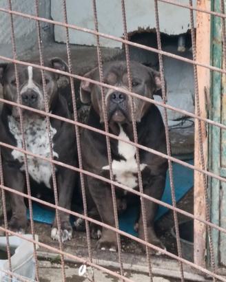 American Bully