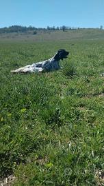 Setter inglese