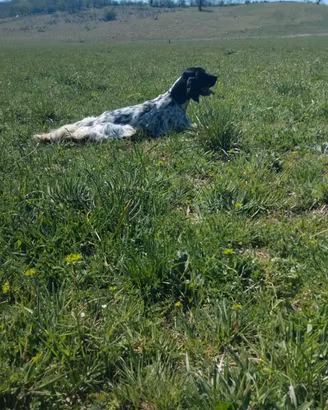 Setter inglese