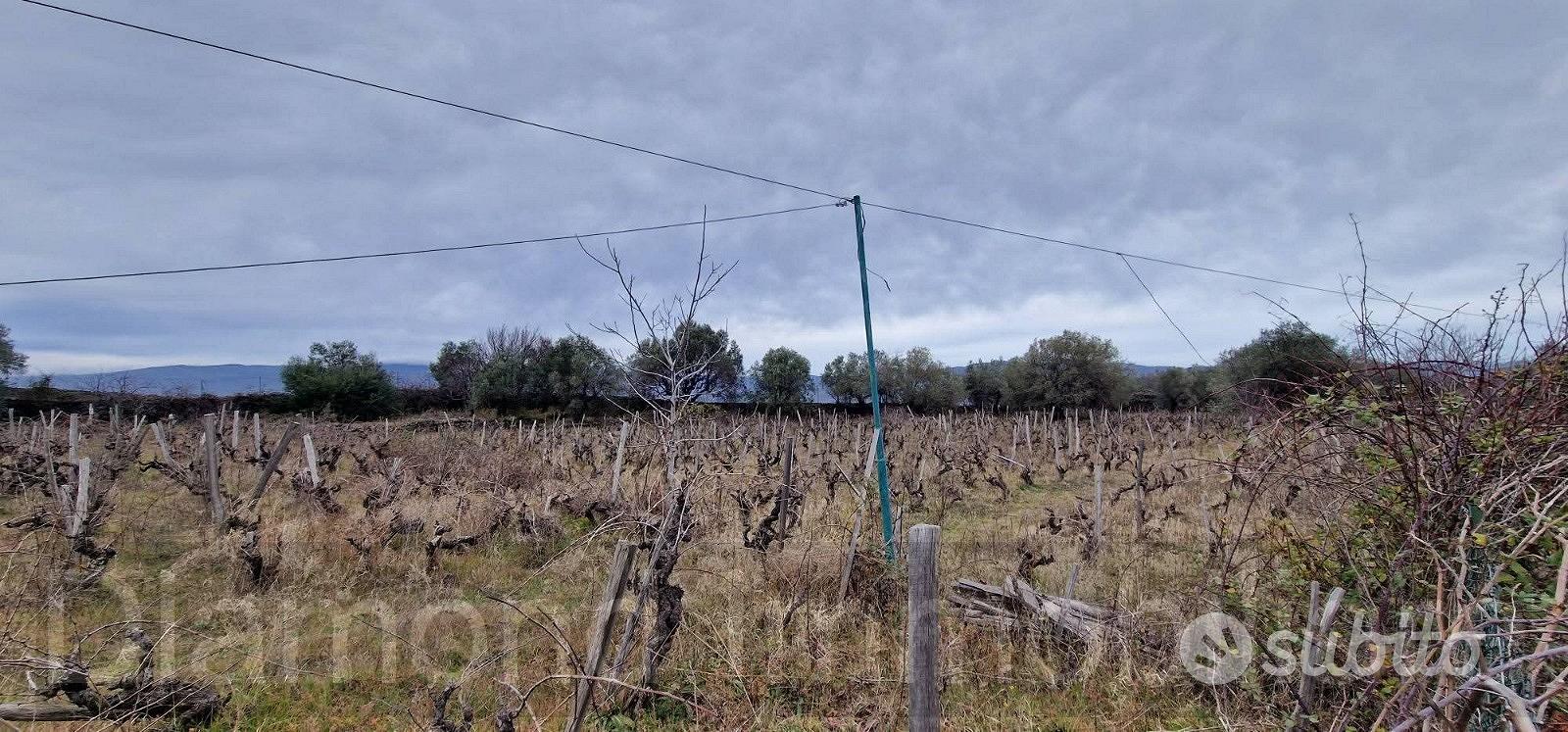 Vigneto in zona DOC a Castiglione di Sicilia - Altro