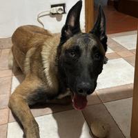 Pastore belga malinois genetica attiva