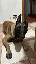 Pastore belga malinois genetica attiva