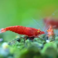 NeoCaridine Red Demon