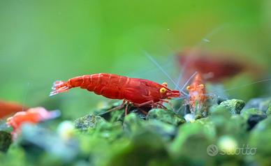 NeoCaridine Red Demon