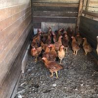 Galline ovaiole giovani