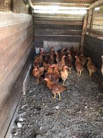 Galline ovaiole giovani