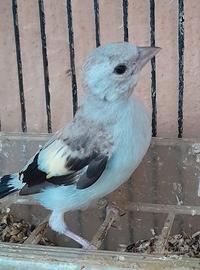 Uccelli