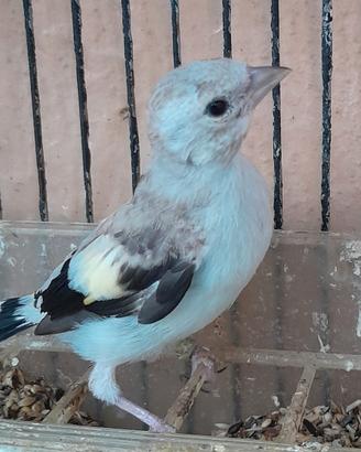 Uccelli