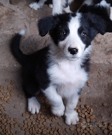 Border Collie