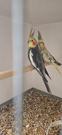 Calopsita coppie formate e testate