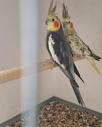 Calopsita coppie formate e testate