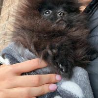 Spitz Pomerania nano