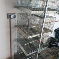 9 gabbie zincate Professionali canarini