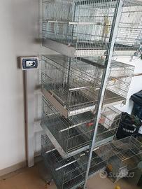 9 gabbie zincate Professionali canarini