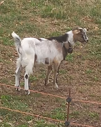 Becco di Capra