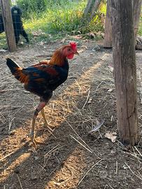 Gallinelle combattenti