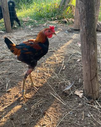 Gallinelle combattenti