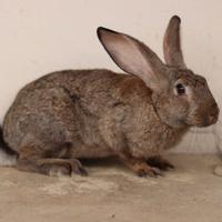 Coniglie da riproduzione
