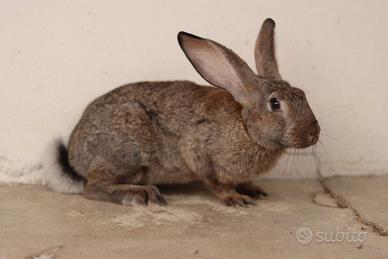 Coniglie da riproduzione