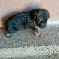 Cuccioli pastore tedesco