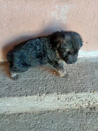 Cuccioli pastore tedesco
