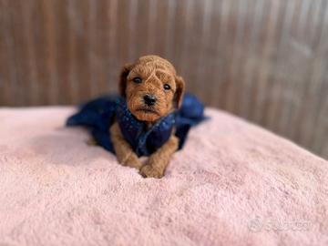 Teddy Cucciolo barboncino red