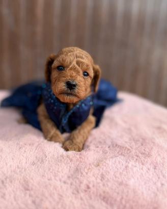 Teddy Cucciolo barboncino red