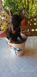 Pinscher cuccioli