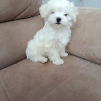 Maltese