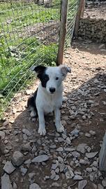 Cuccioli maschi border collie adozione Super