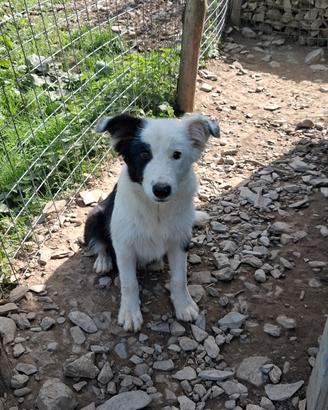 Cuccioli maschi border collie adozione Super