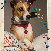 Cucciola adorabile