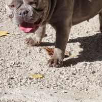 American bully