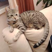 Susy gattina 6 mesi