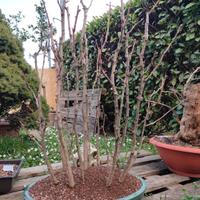 boschetto di ginkgo