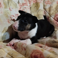 Cuccioli di Bull Terrier Inglese Standard